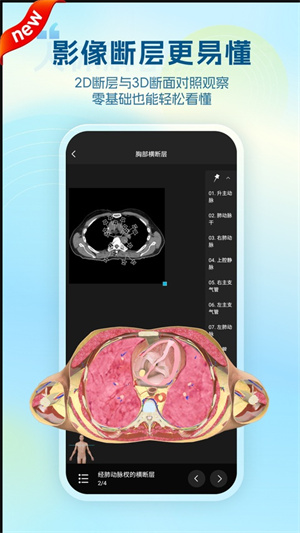 维萨里3D解剖